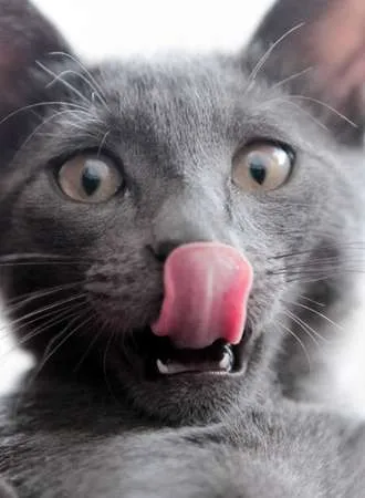 cat licking salt lamp is dangerous