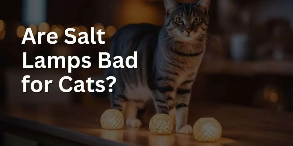 Are Salt Lamps Bad for Cats? Exploring the Risks Baba Me