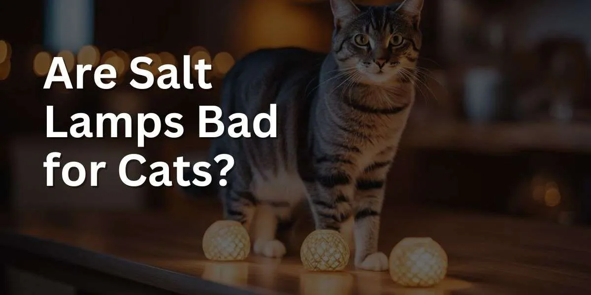 Are Salt Lamps Bad for Cats? Exploring the Risks